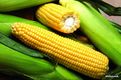 Семена кукурузы Monsanto ДКС 4014(ФАО340)