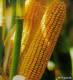 Семена кукурузы:РОСС 199МВ,Краснодарский 194МВ,Краснодарский 385МВ